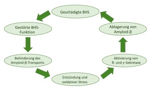 Blut-Hirn-Schranke